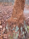 IMG_8545.jpeg