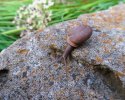 2024-11-05 Snail.JPG