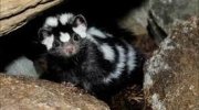 Western spotted skunk.jpg