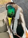 IMG_4530.jpeg