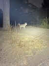 IMG_5024.jpeg