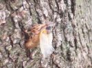 cicada1.jpg