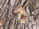 cicada2.jpg