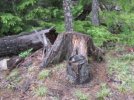 stump.jpg