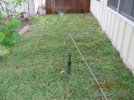 BK9 and New Grass 1.jpg