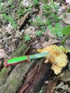 IMG_7614.jpeg