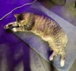 IMG_5389.jpeg