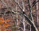 2024-11-20 Lake Atlanta Eagle (5).JPG