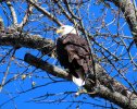 2024-11-20 Lake Atlanta Eagle (3).JPG