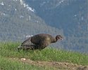 Turkey 05-15-2014 (missing foot).jpg