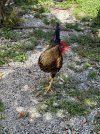 IMG_6731.jpeg
