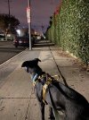 IMG_5339.jpeg
