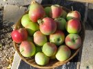 3 apples.jpeg