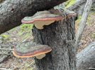 Red-belted-polypore-group.jpg