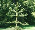 Monkey Tree 1.jpeg