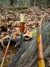 Doe camp-2 - 1.jpeg
