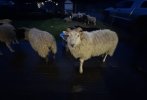 IMG_8103.jpeg