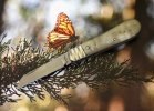 Cosimo De Bendetto Ramshorn Lambsfoot 9-4.JPG