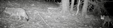CoyWolf 1.jpeg