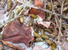 Porcupine droppings.jpg