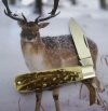 Albers White Tail Antler Jack 3-6.JPG