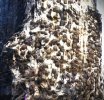 Nail tree 1.JPG