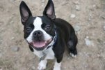 Boston Terrier.jpg