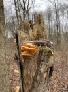 IMG_0055.jpeg