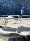 IMG_7561.jpeg