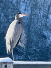 IMG_7563.jpeg