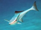 Remora.jpg