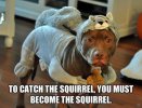 squirrelpit.jpg