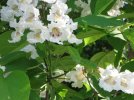 Northern Catalpa Flowers.jpg