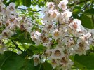 Southern Catalpa Flowers.jpg