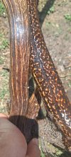 IMG_6944.jpeg