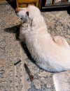 Dogs and knives.jpg