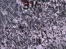 IMG_4164.jpeg