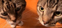 IMG_5190.jpeg