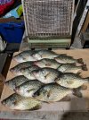 IMG_2643.jpeg