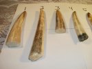 fossil 002.jpg