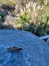 IMG_6874.jpeg