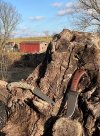 IMG_6595.jpeg