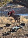 Deer carrying xmas oraments.jpg