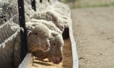 W-02009-00-Waterbelly-Small-Ruminants-Sheep-Feedlot.jpg