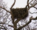 2025-02-07 Digby Road Nest.JPG