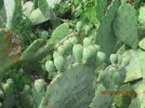 Prickly Pear.jpg