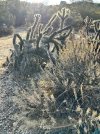 IMG_7117.jpeg
