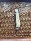 IMG_3522.jpeg