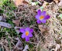 2025-02-24 Crocus Bloom.jpg