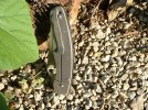 Spyderco Military Frame Lock by STR 011.jpg